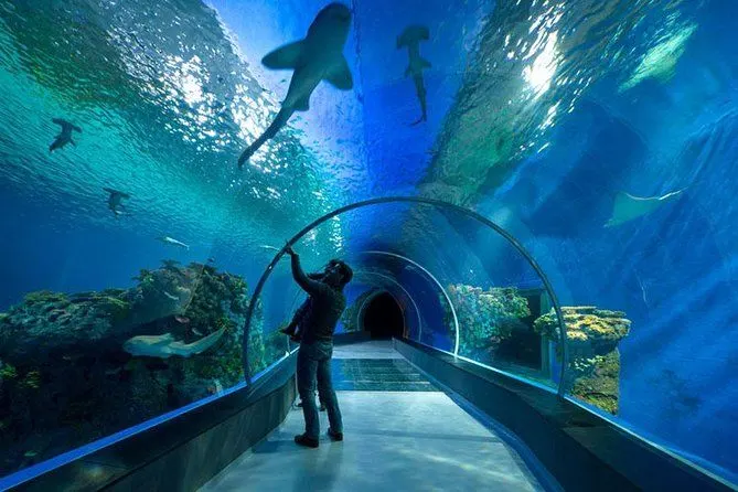 Explore Red Sea creatures at Hurghada Grand Aquarium excursions in Hurghada